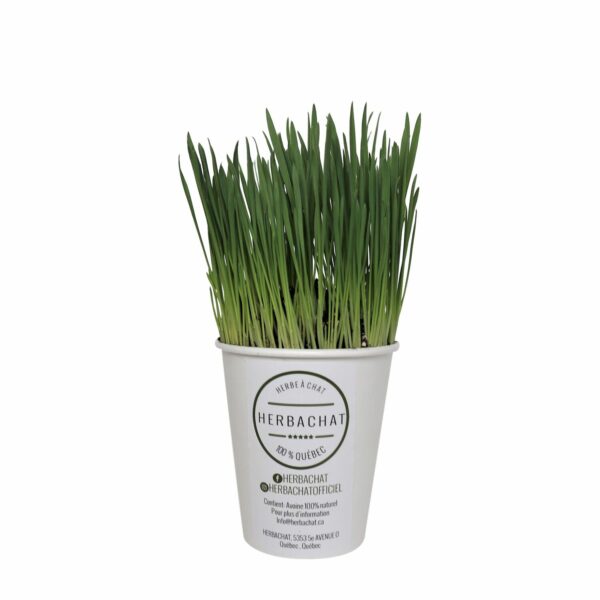 Fresh cat grass