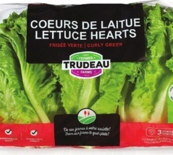 GREEN LEAF LETTUCE