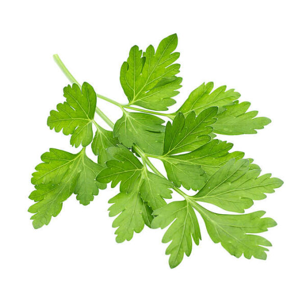 Cilantro