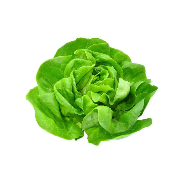 Boston Lettuce