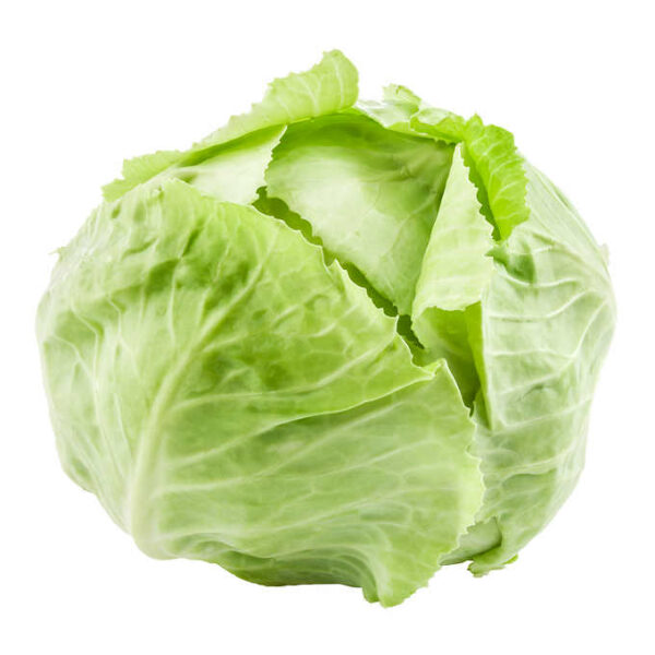 Green Cabbage Pack of 12 to 14